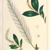 Long-leaved Willow (Salix speciosa).