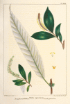 Long-leaved Willow (Salix speciosa).