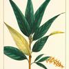 Long-leaved Bay Willow (Salix pentandra).