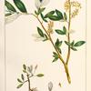 Western Yellow Willow (Salix lutea).