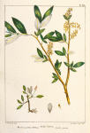 Western Yellow Willow (Salix lutea).