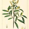 Dusky Willow (Salix melanopsis).