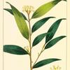 Californian Bay Tree (Drimophyllum pauciflorum).