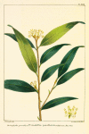 Californian Bay Tree (Drimophyllum pauciflorum).