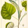 Large-leaved Linden, or Lime (Tilia heterophylla).