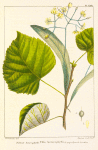 Large-leaved Linden, or Lime (Tilia heterophylla).