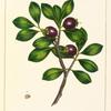 Florida Guava (Psidium buxifolium).