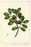 Florida Guava (Psidium buxifolium).