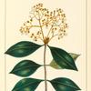 Forked Calyptranthes (Calyptranthes chytraculia).