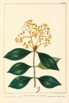 Forked Calyptranthes (Calyptranthes chytraculia).