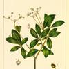 Small-leaved Eugenia (Eugenia dichotoma).