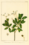Small-leaved Eugenia (Eugenia dichotoma).