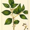 Tall Eugenia (Eugenia procera).