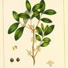 Box-leaved Eugenia (Eugenia buxifolia).