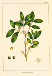 Box-leaved Eugenia (Eugenia buxifolia).