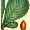 Indian Almond (Terminalia catappa).