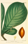 Indian Almond (Terminalia catappa).