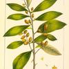 Button Tree (Conocarpus erecta).