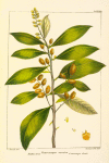 Button Tree (Conocarpus erecta).