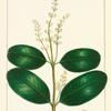 White Mangrove (Laguncularia racemosa).