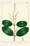 White Mangrove (Laguncularia racemosa).