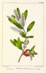 Rabbit Berry, or Western Shepherdia (Shepherdia argentea).