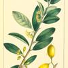 Mountain Plum (Ximenia Americana).