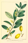 Mountain Plum (Ximenia Americana).