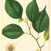 Osage Orange, or Yellow Wood (Maclura aurantiaca).