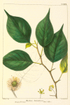 Osage Orange, or Yellow Wood (Maclura aurantiaca).