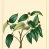 Small-leaved Nettle Tree (Celtis reticulata).