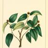 Small-leaved Nettle Tree (Celtis reticulata).