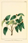Small-leaved Nettle Tree (Celtis reticulata).