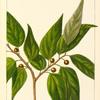 Long-leaved Nettle Tree (Celtis longifolia).