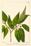 Long-leaved Nettle Tree (Celtis longifolia).