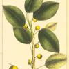 Cherry Fig Tree (Ficus pedunculata).