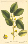 Cherry Fig Tree (Ficus pedunculata).
