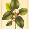 Short-leaved Fig Tree (Ficus brevifolia).