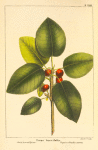Short-leaved Fig Tree (Ficus brevifolia).