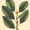 Small Fruited Fig Tree (Ficus aurea).