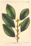 Small Fruited Fig Tree (Ficus aurea).