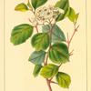 Red Thorn (Cratægus sanguineus).