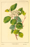 Red Thorn (Cratægus sanguineus).