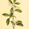 Lance-leaved Hawthorn (Cratægus arborescens).