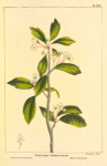 Lance-leaved Hawthorn (Cratægus arborescens).
