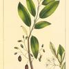 Soft-leaved Cherry (Cerasus mollis).