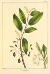 Soft-leaved Cherry (Cerasus mollis).