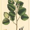Holly-leaved Cherry (Cerasus ilicifolia).