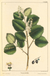Holly-leaved Cherry (Cerasus ilicifolia).