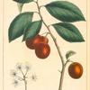Wild Plum (Prunus americana).